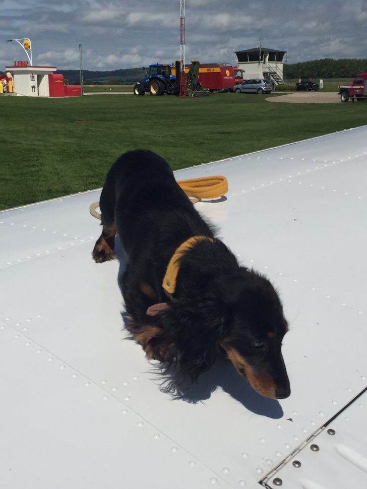 Dog on a Wingly flight