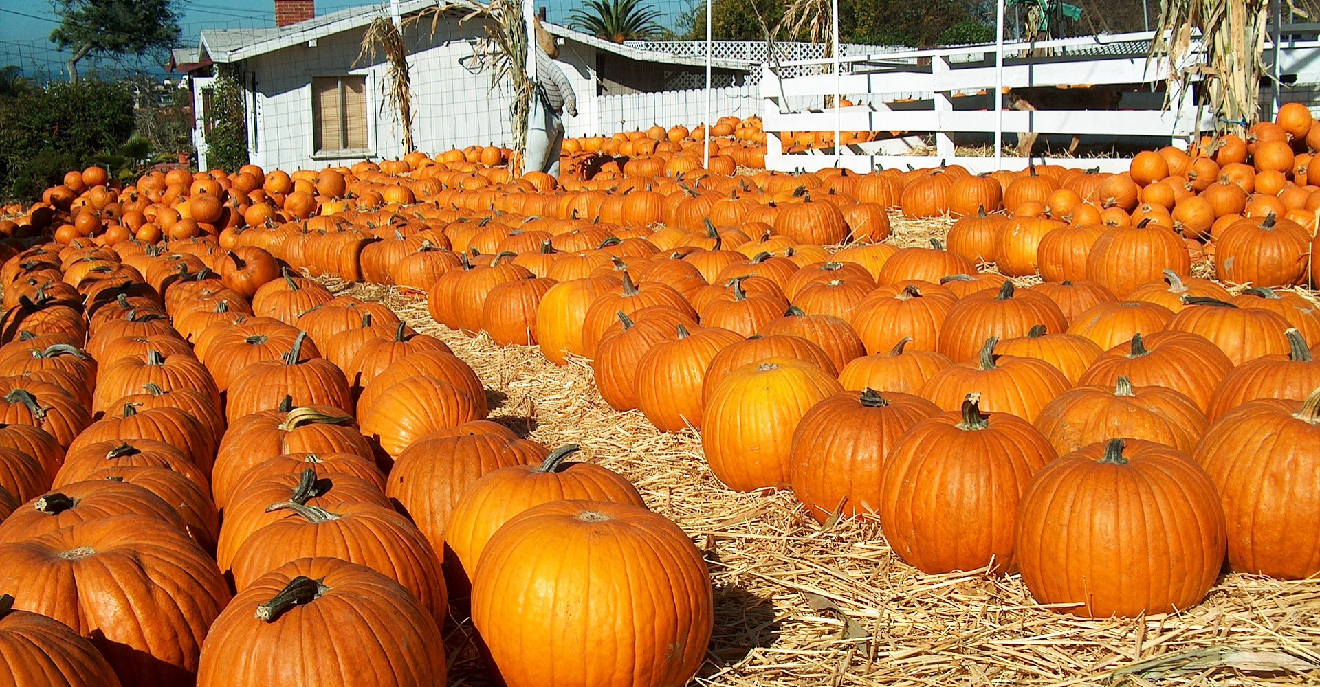 #3 Visit your local pumpkin patch.